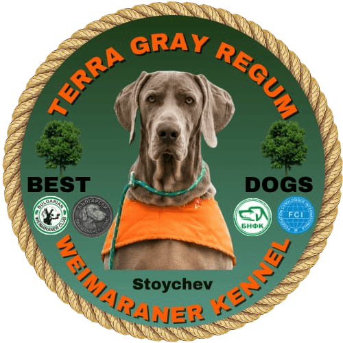 Terra Gray Regum - Weimaraner
